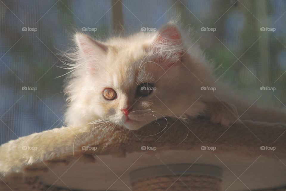 Cream Persian kitten sun bathing in the window 