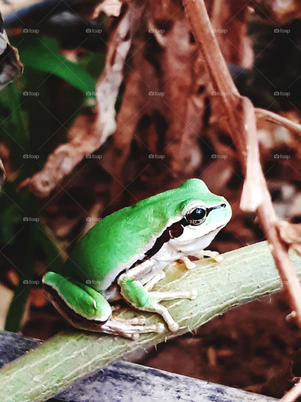 "A green frog sitting on a branch in a natural environment, surrounded by greenery and distinctive