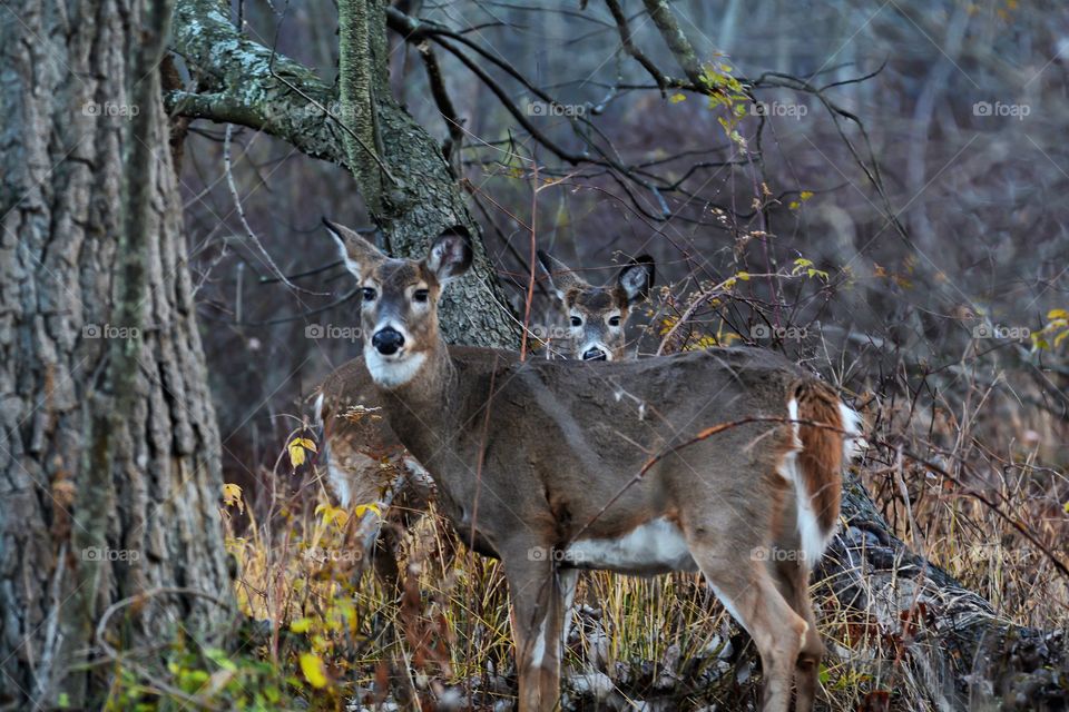 High angle view of young deer