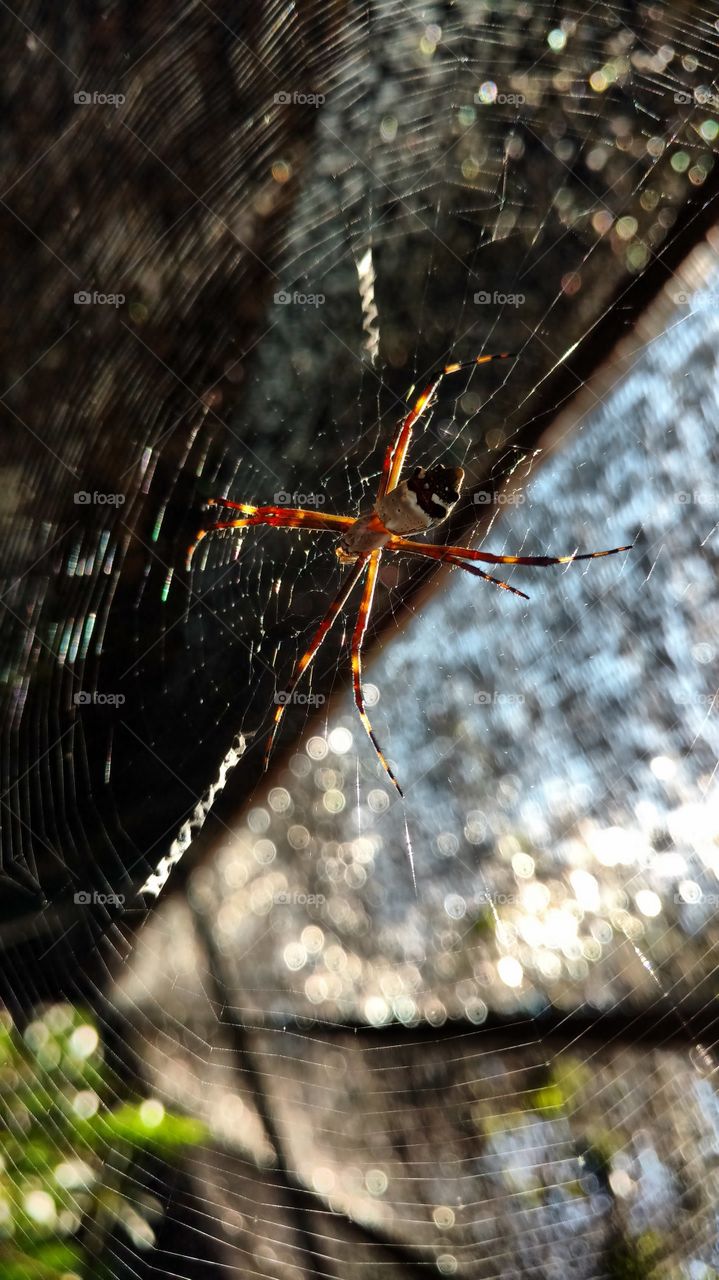 Aranha estranha com teia diferente, parece costuras de overclock.