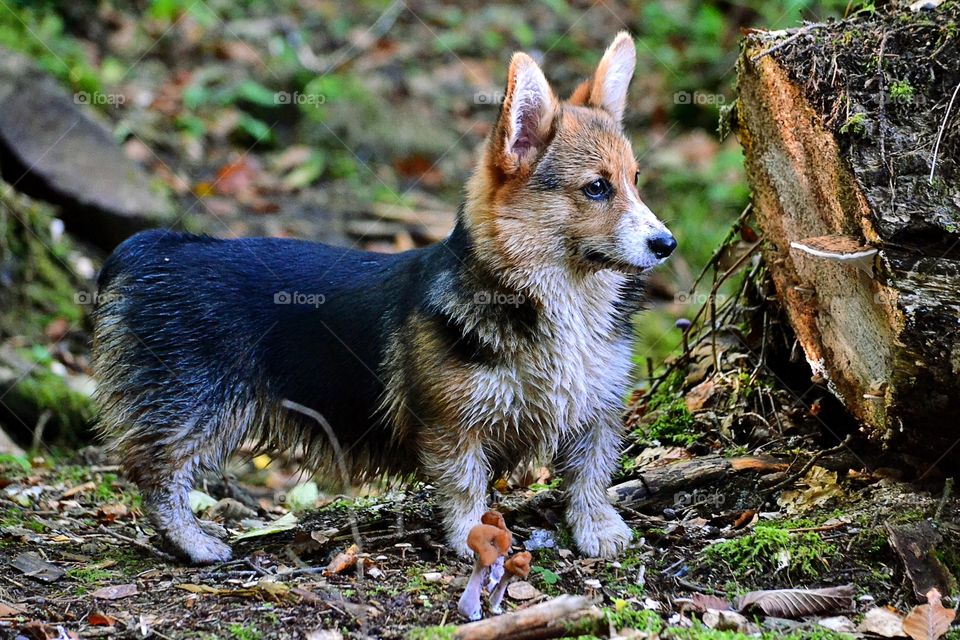 Close-up of dog