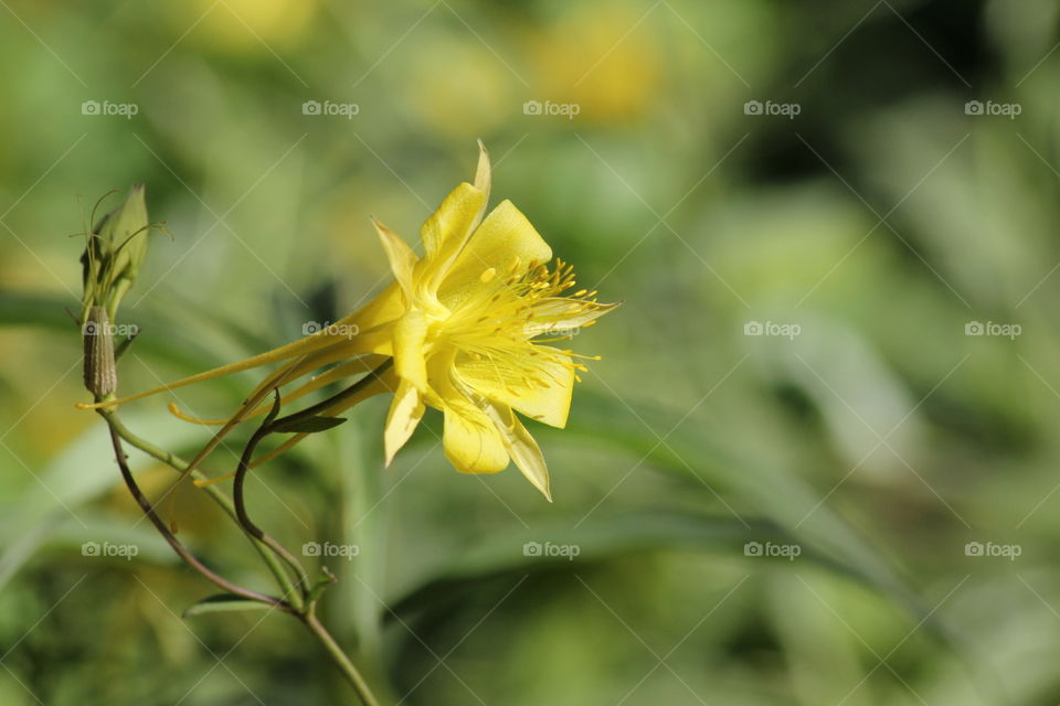 Yellow flower 