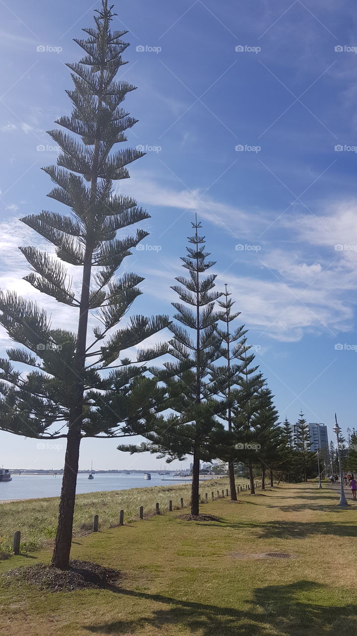 Norfolk Pine Trees along the Broadwater