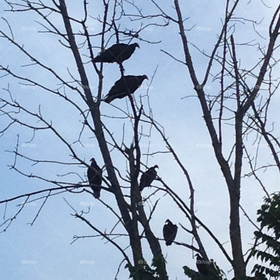 Vultures perched up in a dead tree