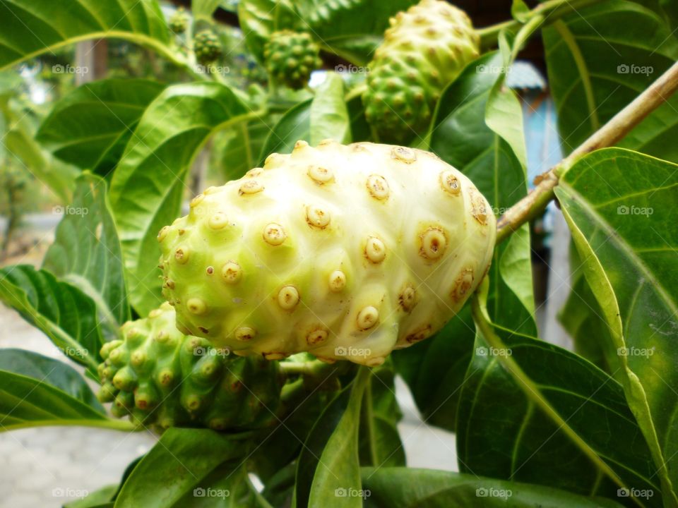 tahitian noni fruit