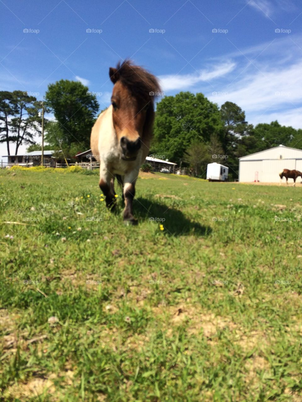 Mini horse enjoying a pretty day 