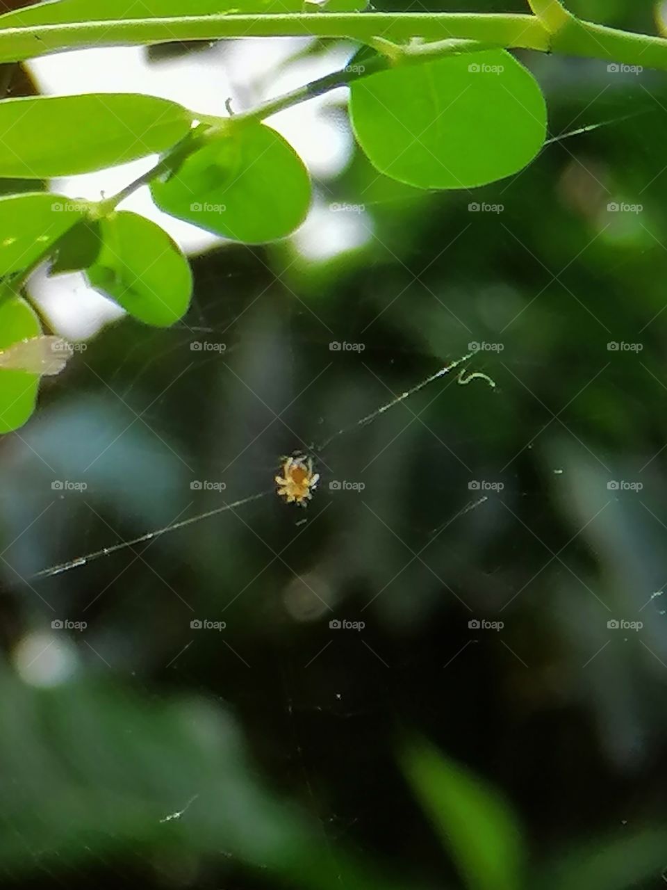 Tiny baby spider and the moringga leaves