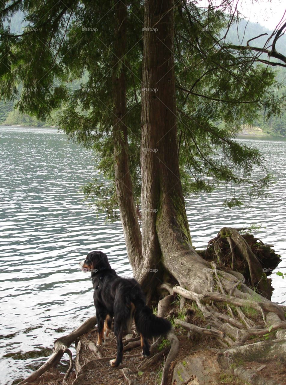 Bernese Mountain dog looks of into the distance under a unique tree pondering the thought of jumping in at Bunzten Lake, outside Vancouver, British Columbia 
