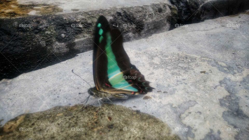 Tosca green and black butterflies