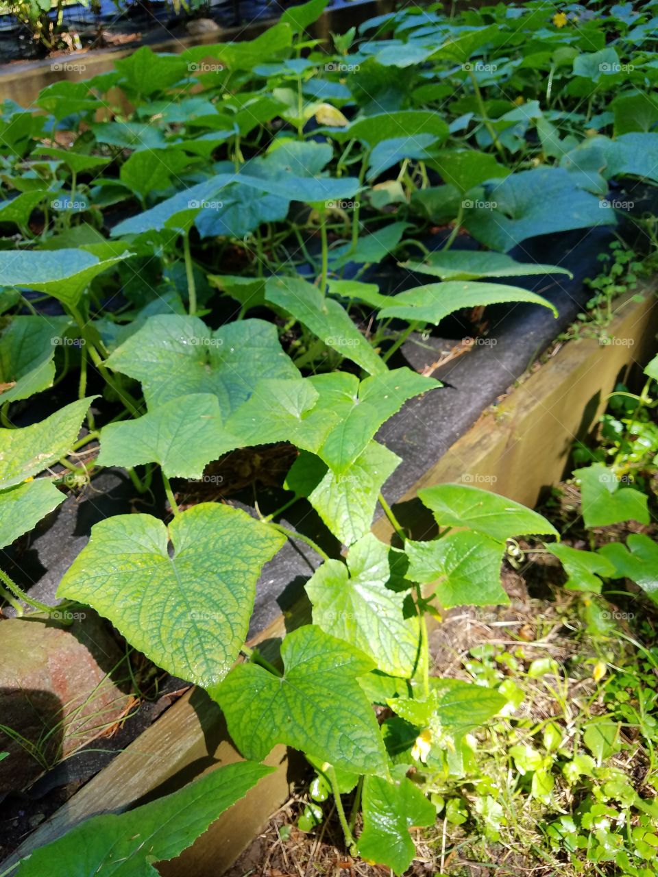 Cucumber plants growing in bed.