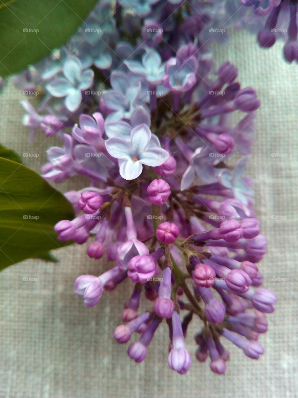 Flower, Flora, Nature, Floral, Leaf