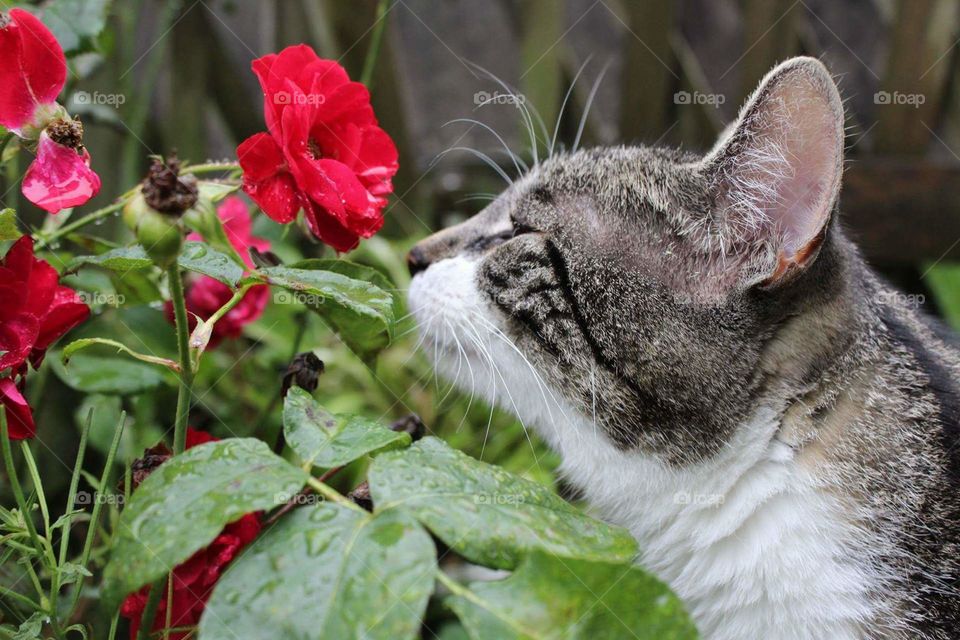Cat smelling on Red Rose