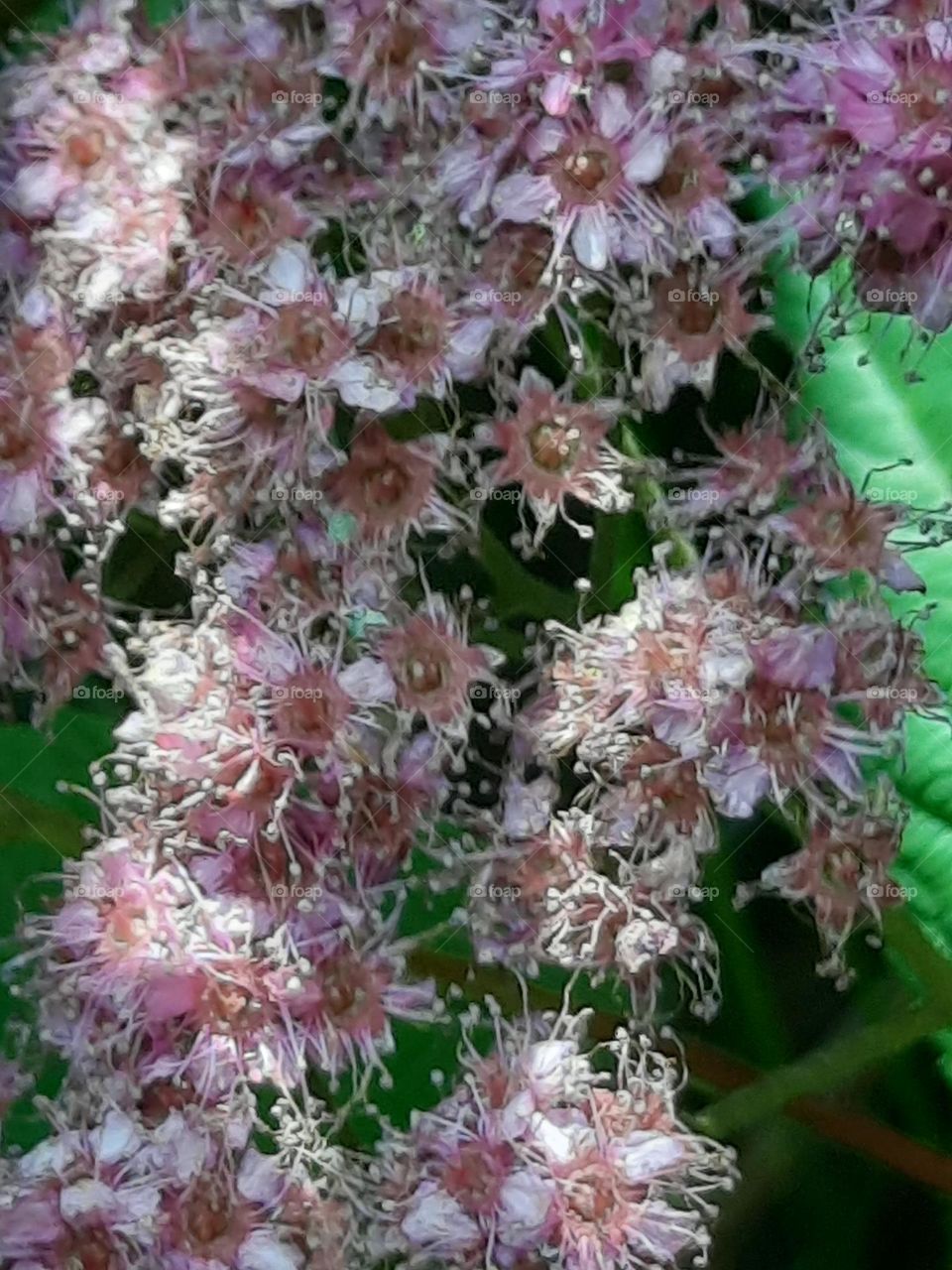 pink Deutzia in my garden