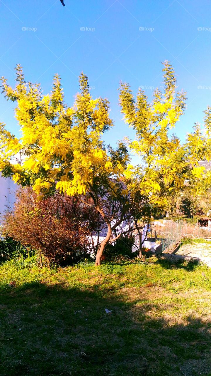A mimosa tree in full flowering in a lawn on the Italian island of Ischia