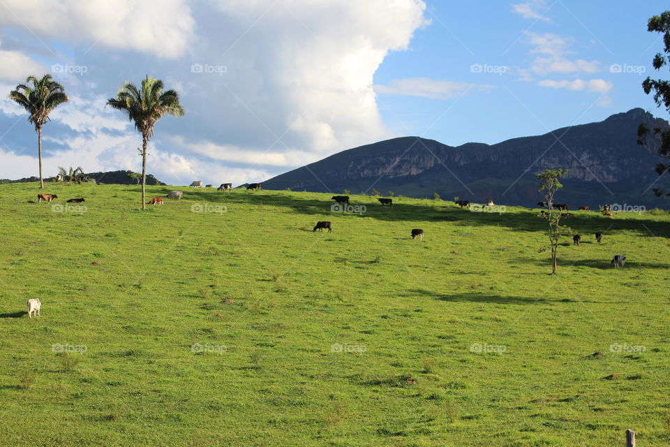 Beautiful day with vibrant colors in spring in the countryside in Brazil