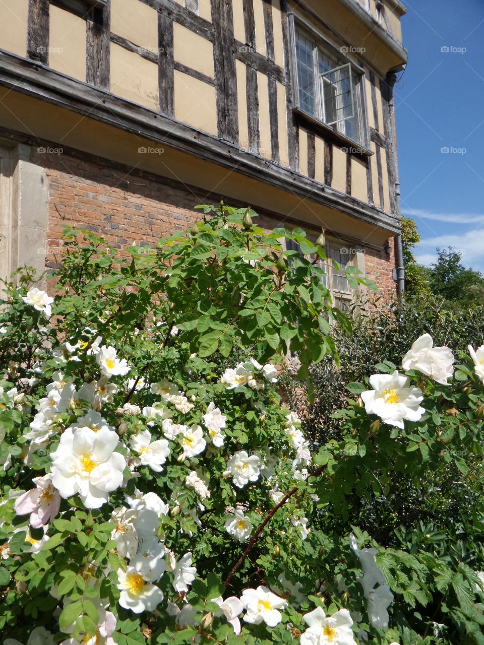 Cottage garden 