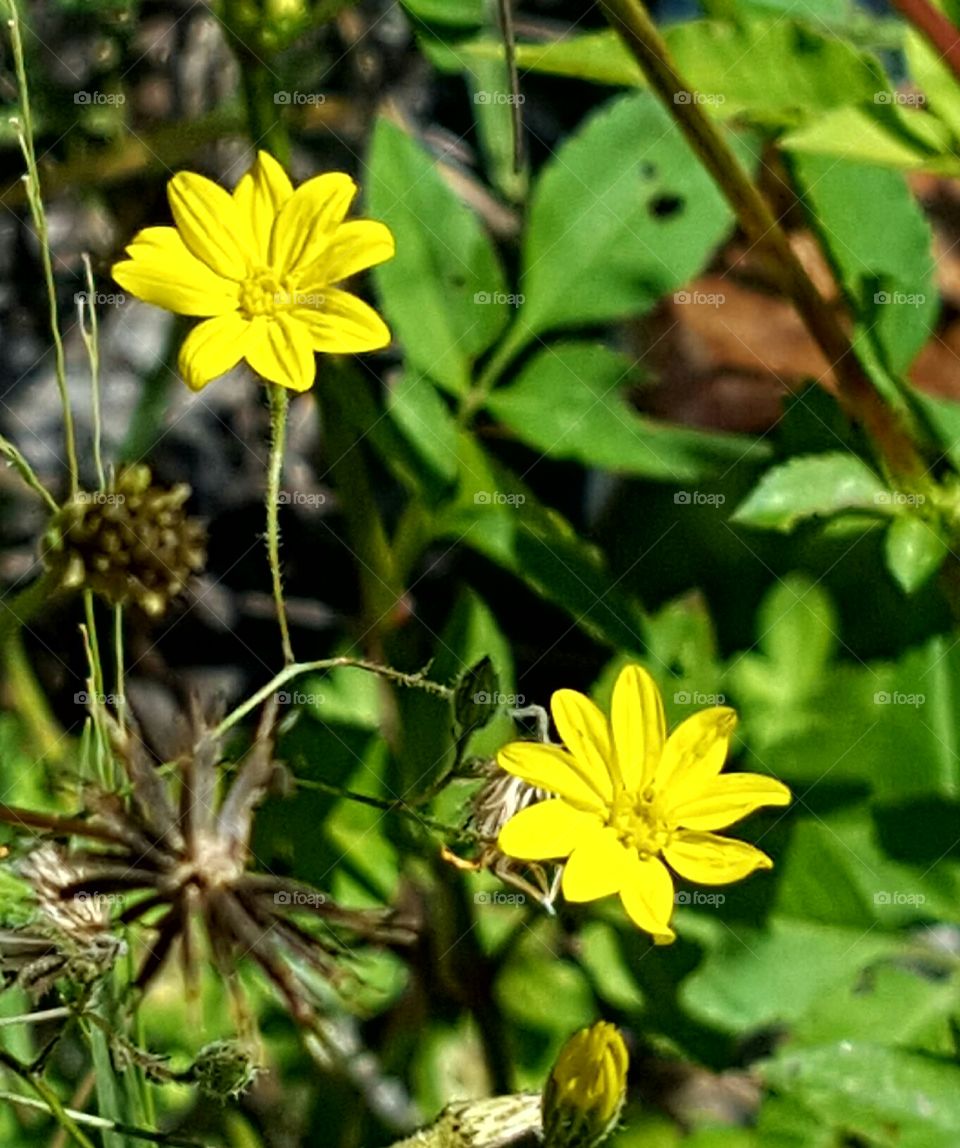 Flower, Nature, Flora, Summer, Garden