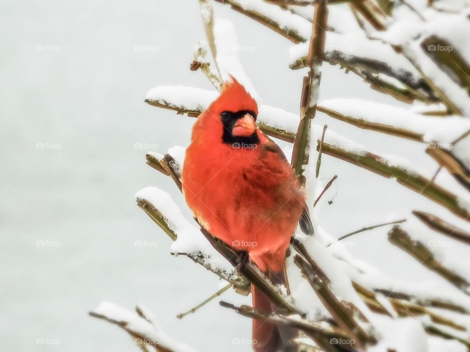 Red cardinal