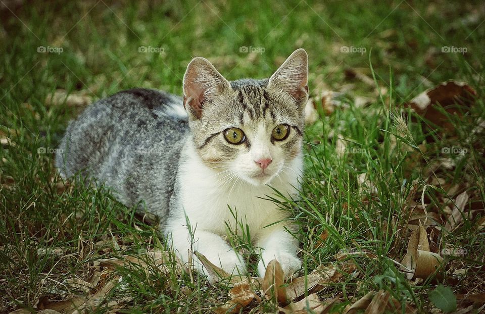 relax in the grass..
adorable kitten