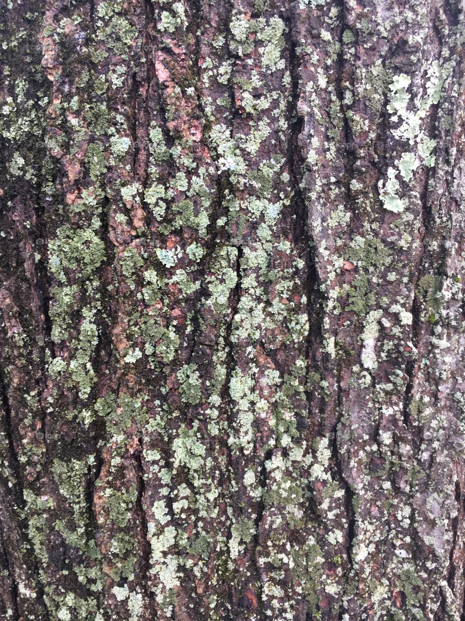Bark with lichen