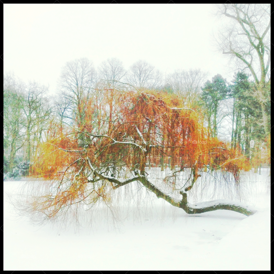 snow winter landscape nature by photosteron