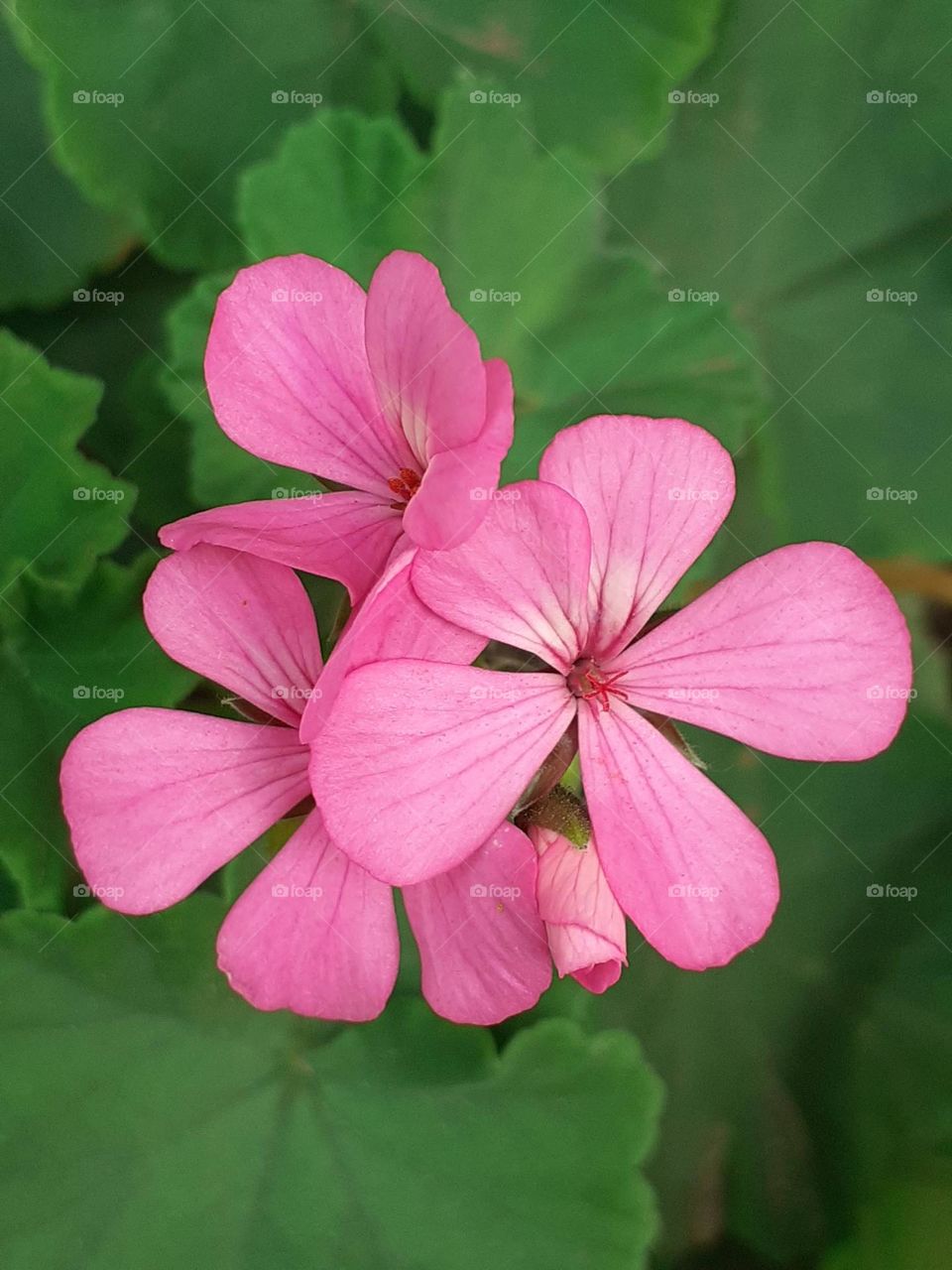 flores y hojas