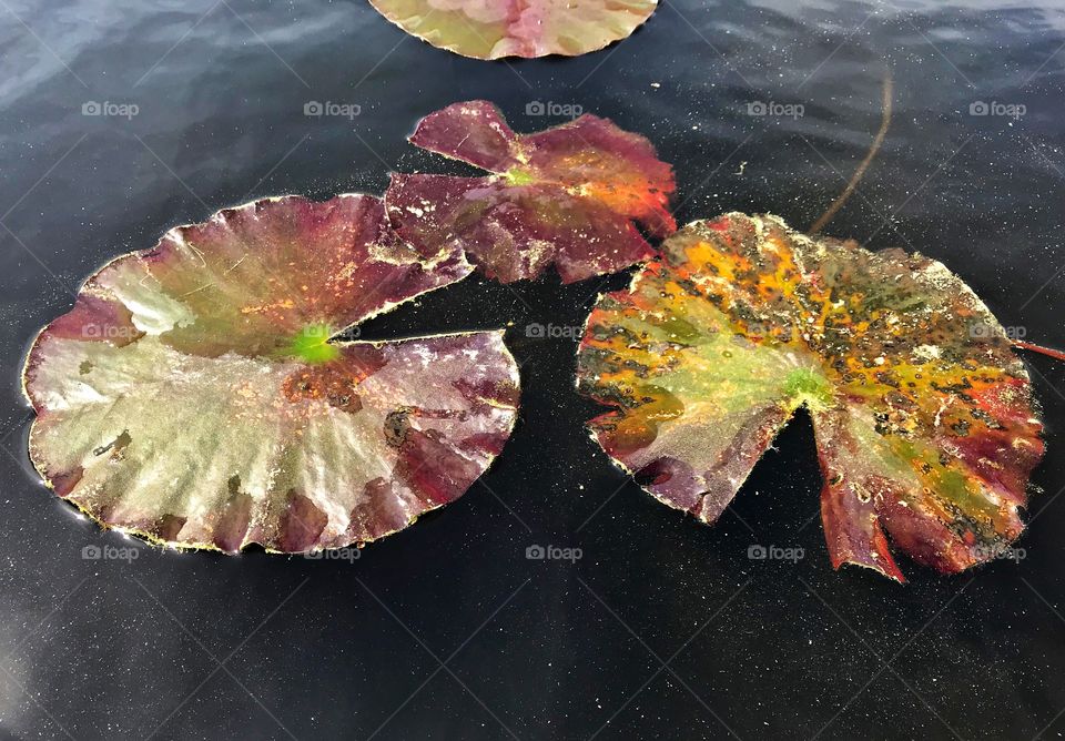 Colorful beautiful Lily Pads seen while kayaking in a lake
