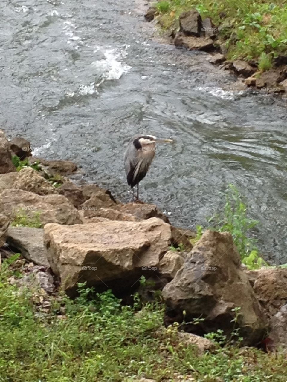 Crane on the river