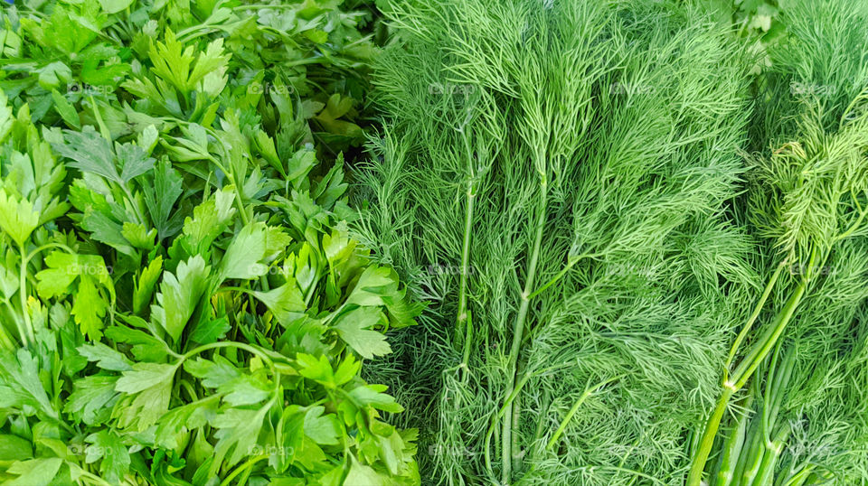 Green parsley and dill close up
