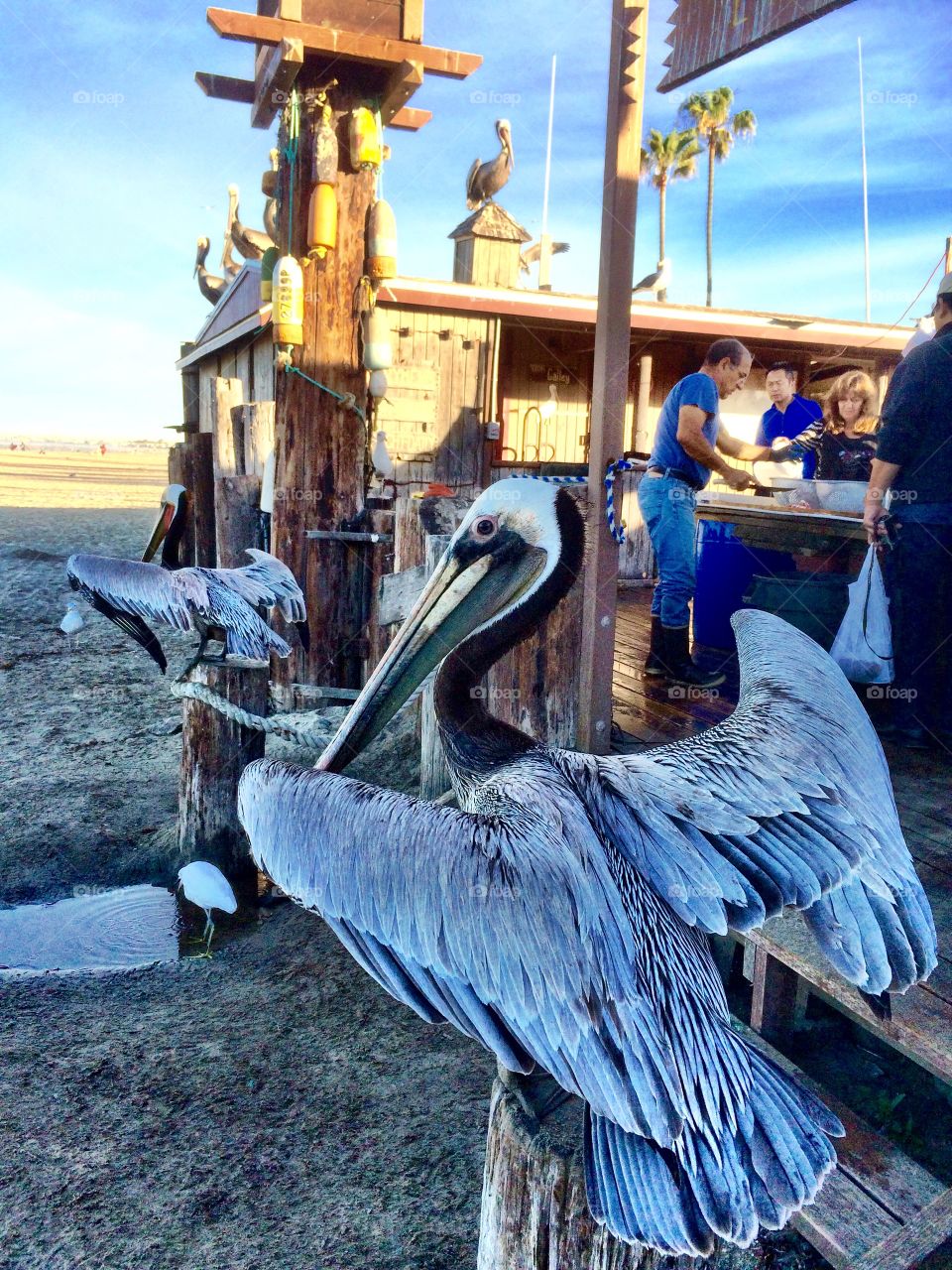 Sunrise Fish Market. Pelicans waiting their turn at the Fish Market