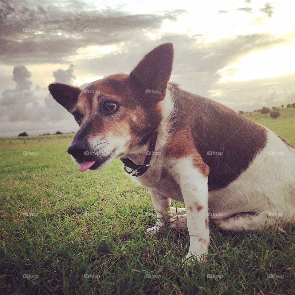 Jack Russell Terrier 