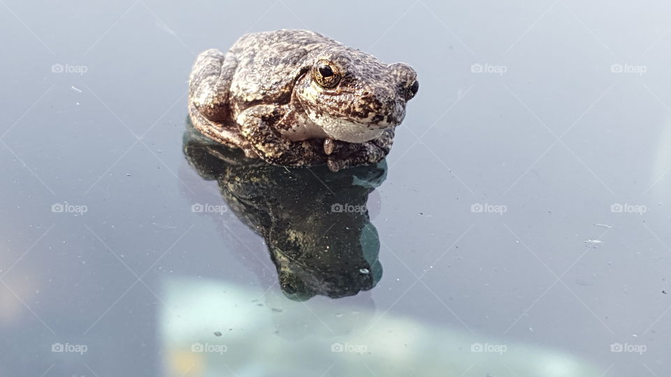 Tree frog on my windshield