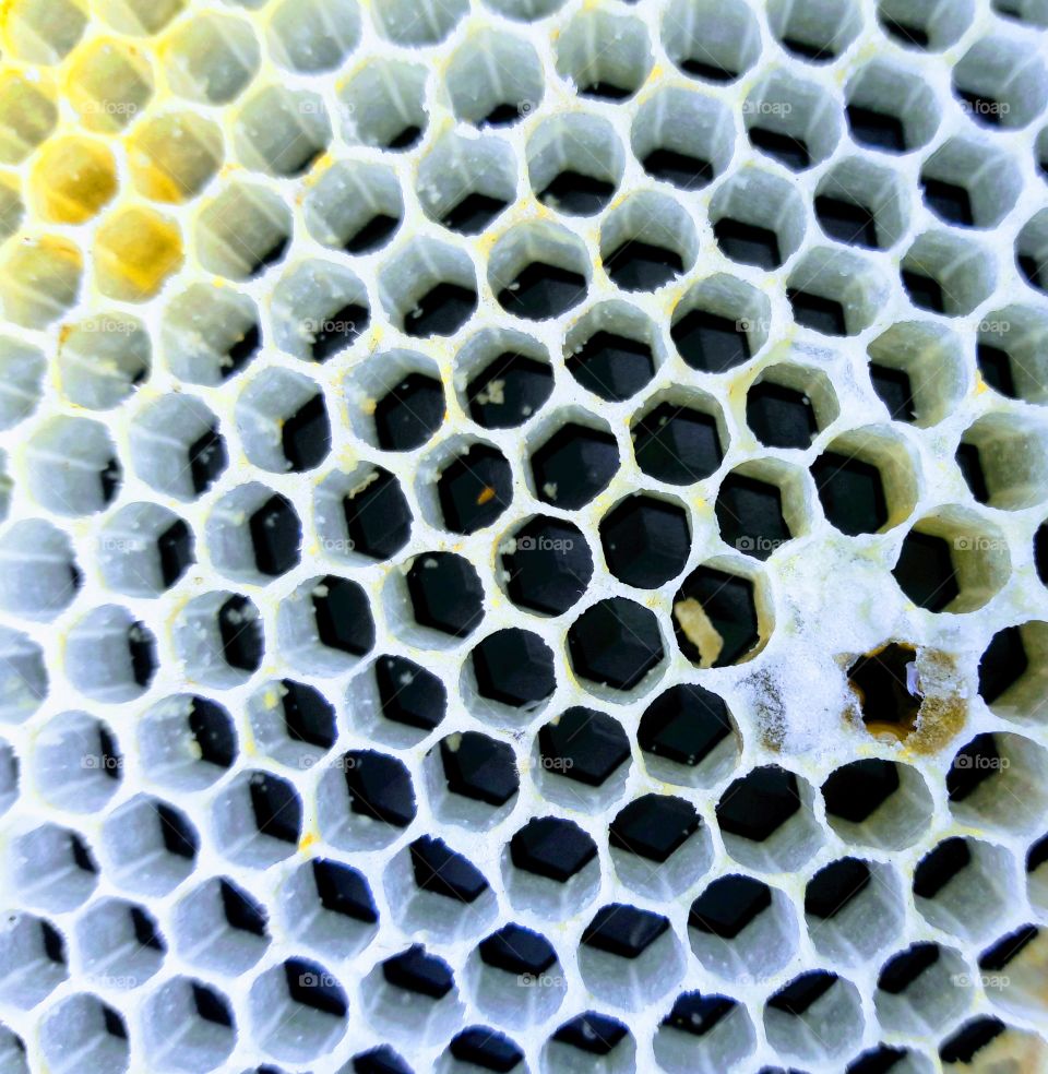 Honeycomb