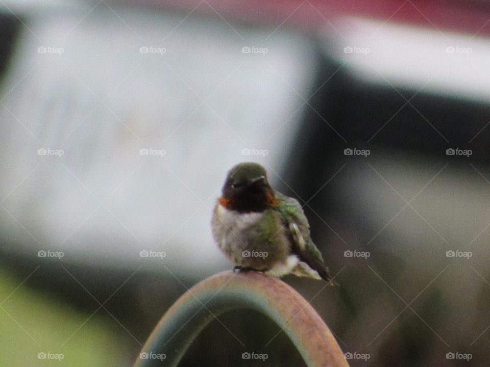 Bird, Wildlife, Blur, Nature, Animal