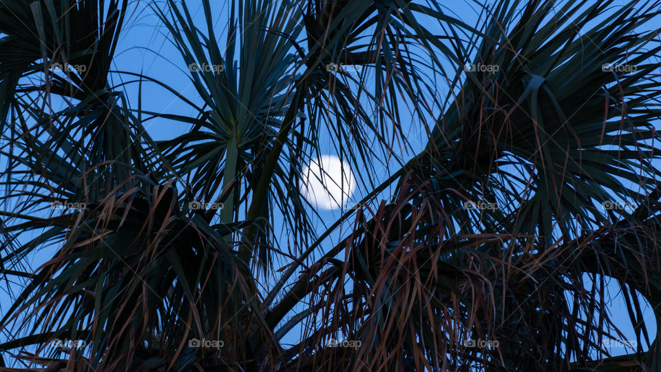 Moon through the palm tree