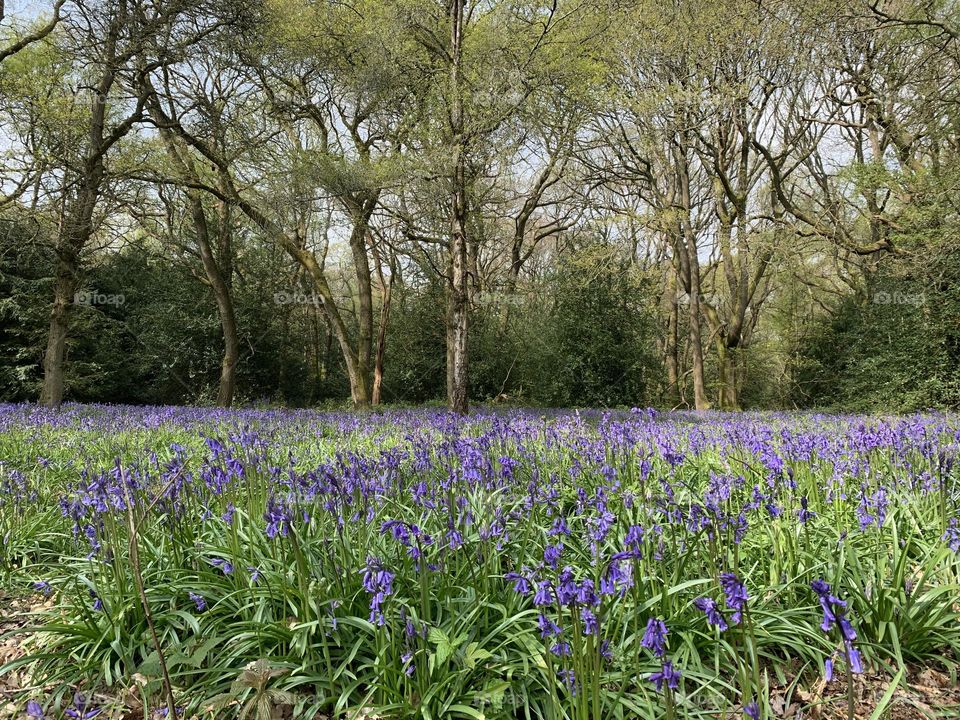 Bluebells carpet a woodland floor with trees in the background, a joyous sign of spring in the English countryside 