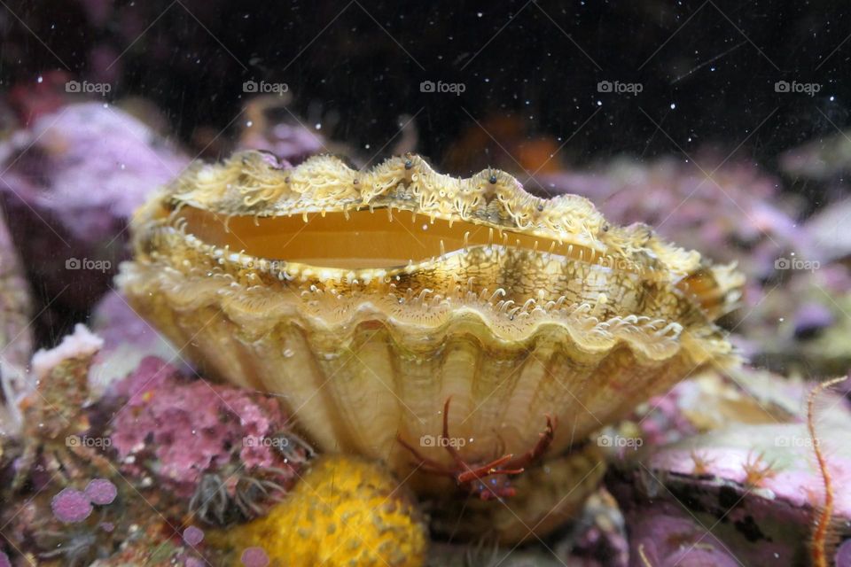 Great scallop in an aquarium