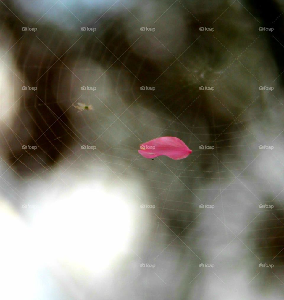 pink petal suspended on a spider web