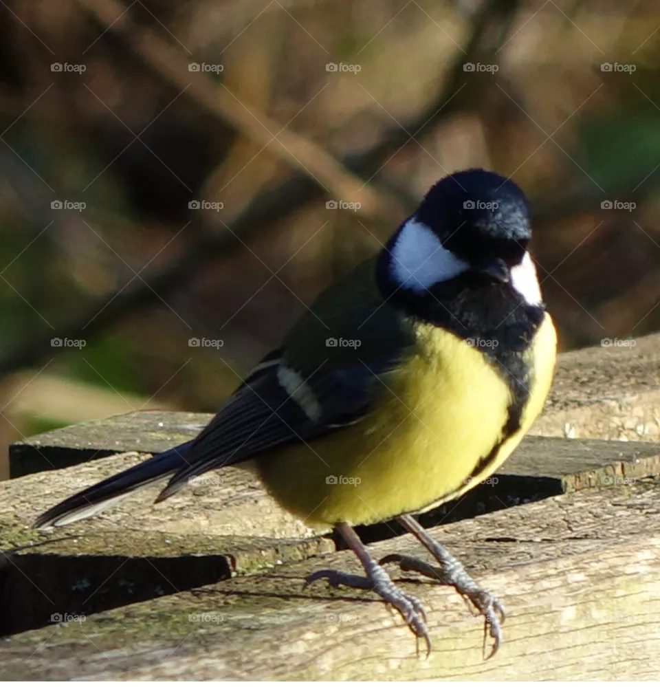 Great tit