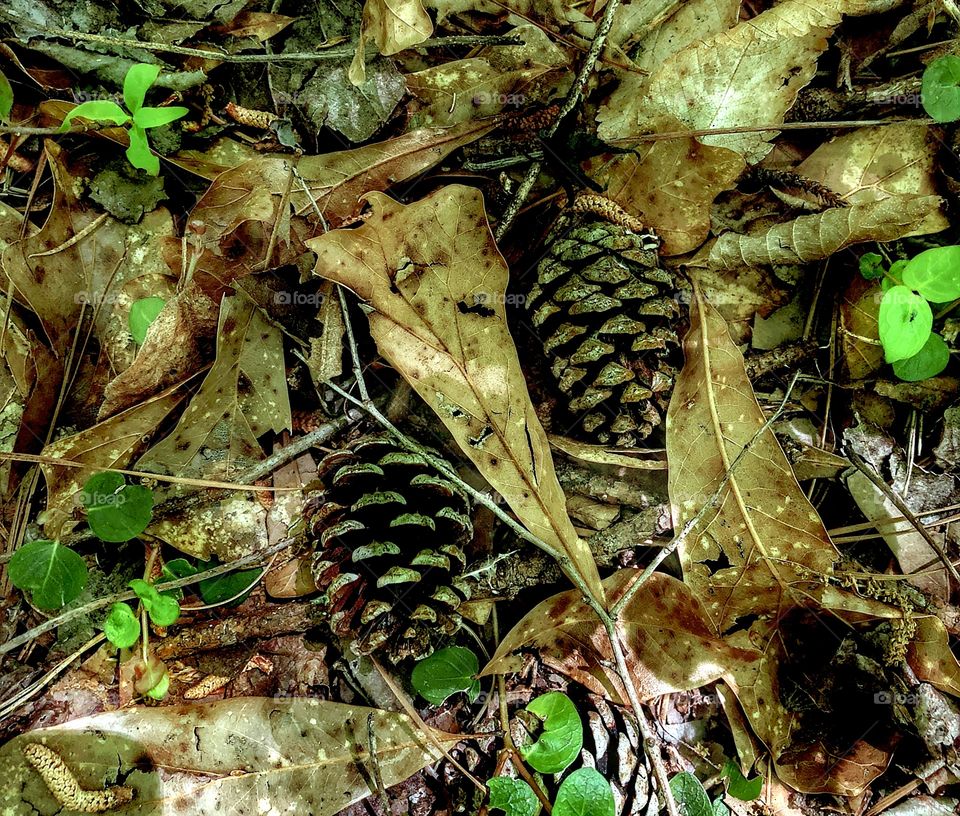 Pine Cones