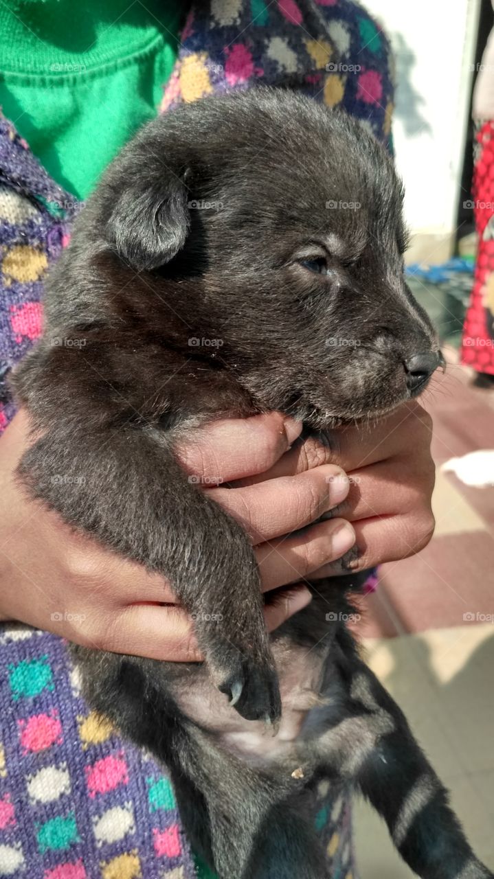 Mix breed indian Pomeranian puppy