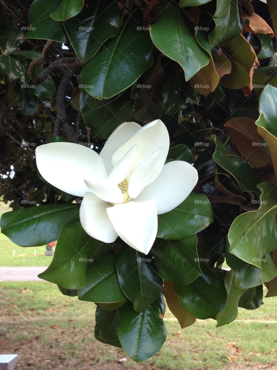 Magnolia tree