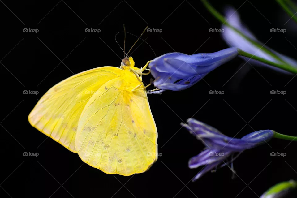 Beautiful and cute butterfly