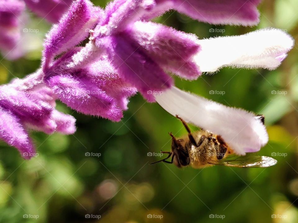 Close up of a single honeybee pollinating a purple and white Mexican sage flower upsidedown.