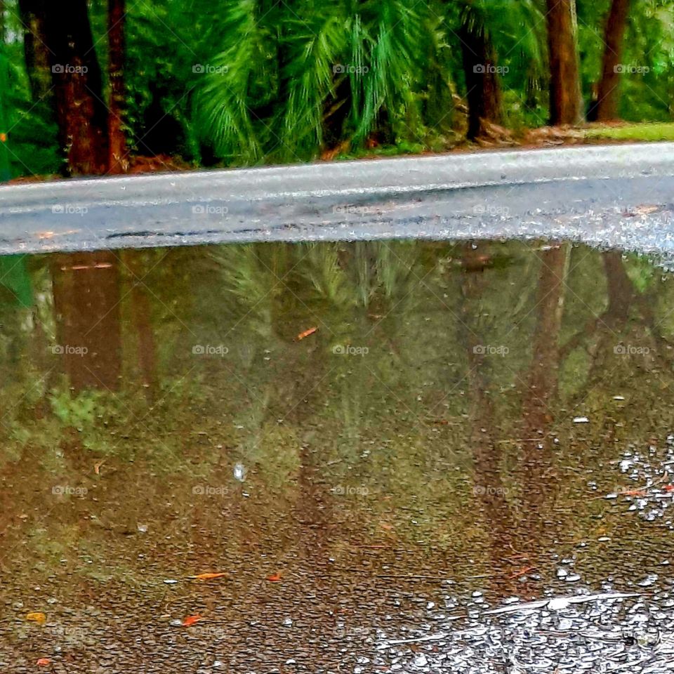 water standing in driveway reflecting the trees after a heavy rain