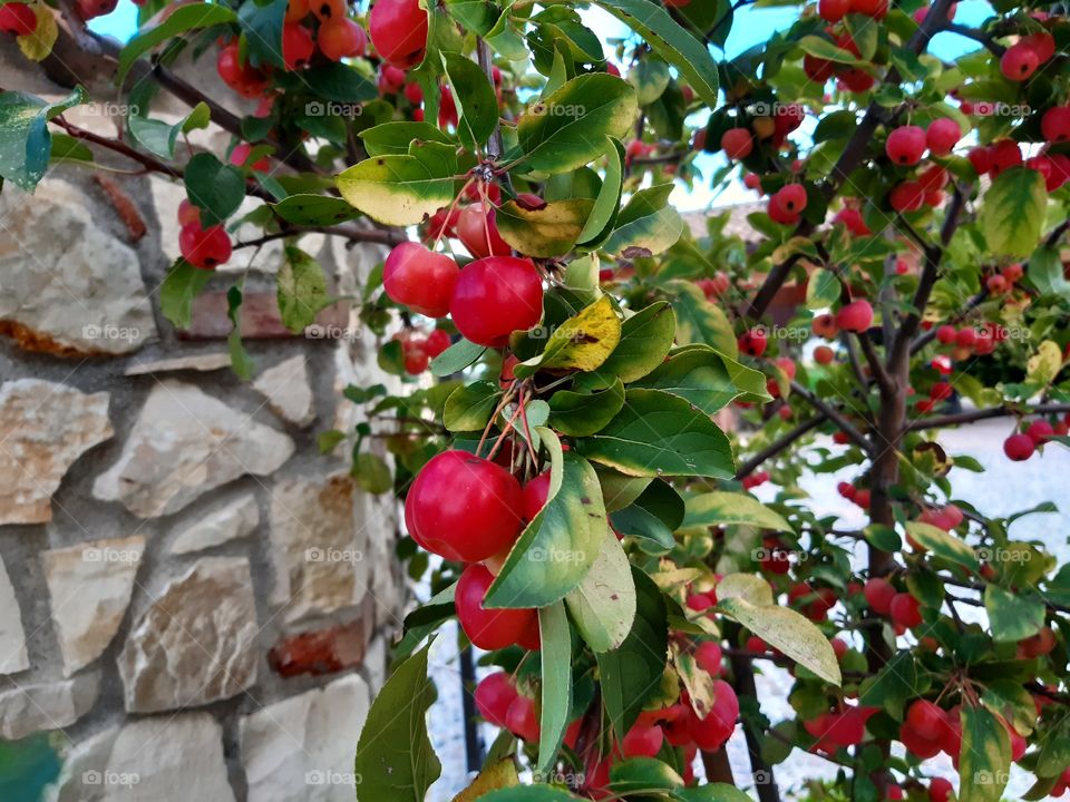 little red apples in my garden