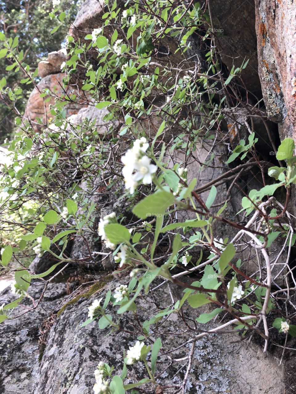 White flowers growing from boulder in Rocky Mountain National Park 