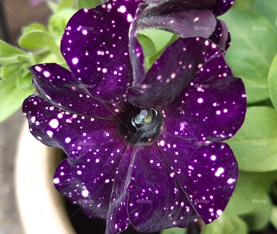 Purple petunia Bonnie mystery sky