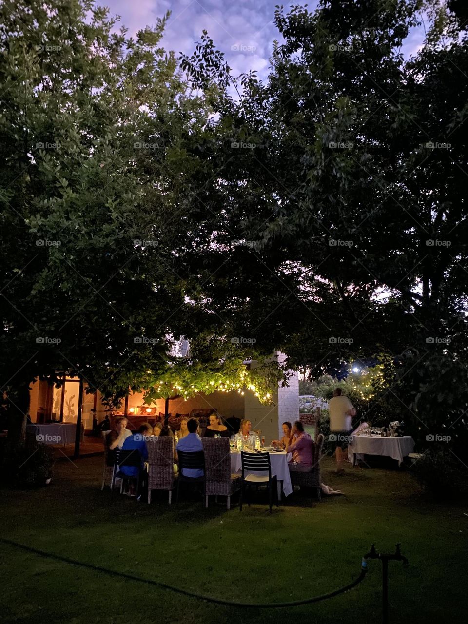 Evenings under the tree