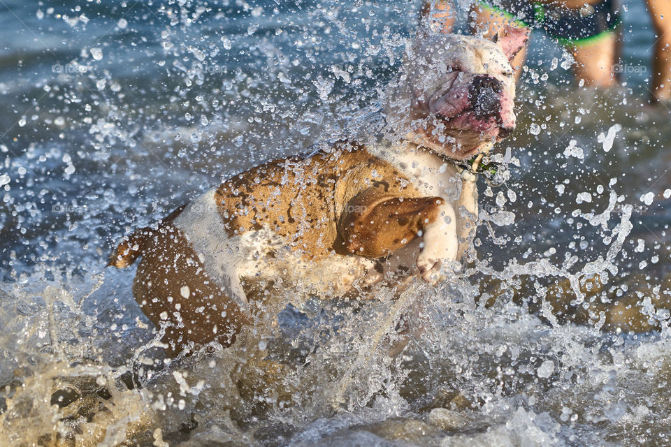 Bulldog inglés blanco entre olas